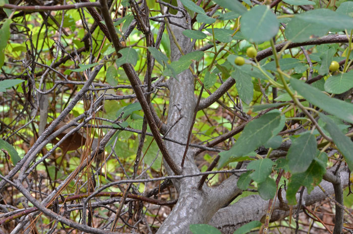 Frangula californica, California Buckthorn Frangula californica, California Buckthorn